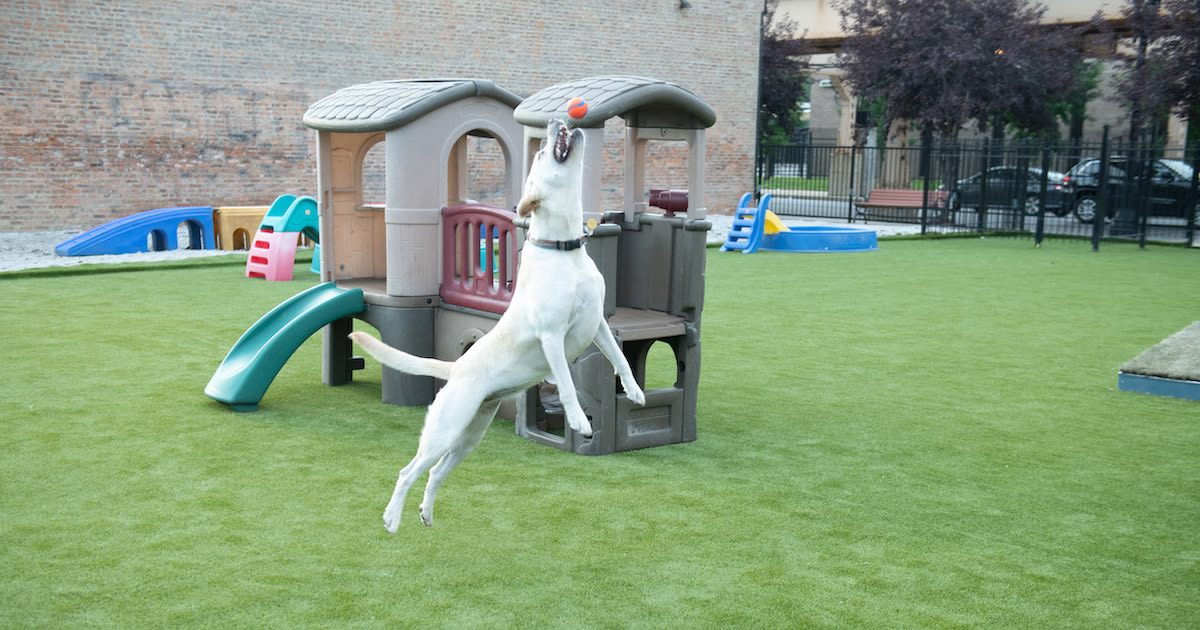 Win a Doggie Gift Basket from Pupstars Pet Care! in Chicago at