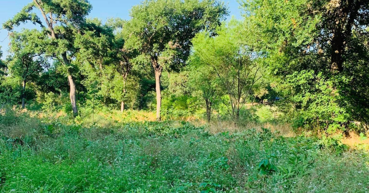 Pease Park Volunteer Event in Austin at Pease Park