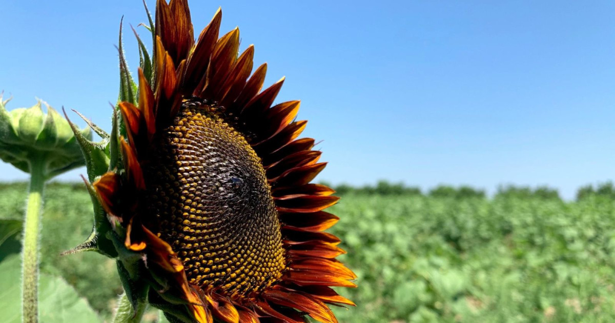 Central Texas Sunflower Festival in at Sweet Eats