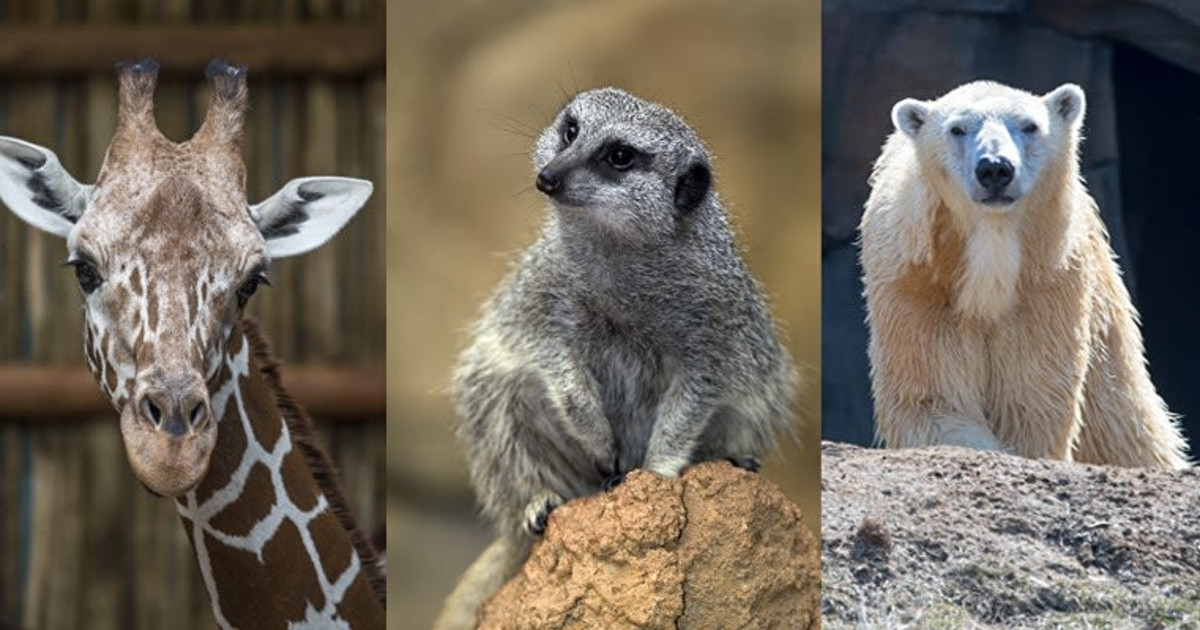 Virtual MeetandGreet a Lincoln Park Zoo Animal in Chicago at