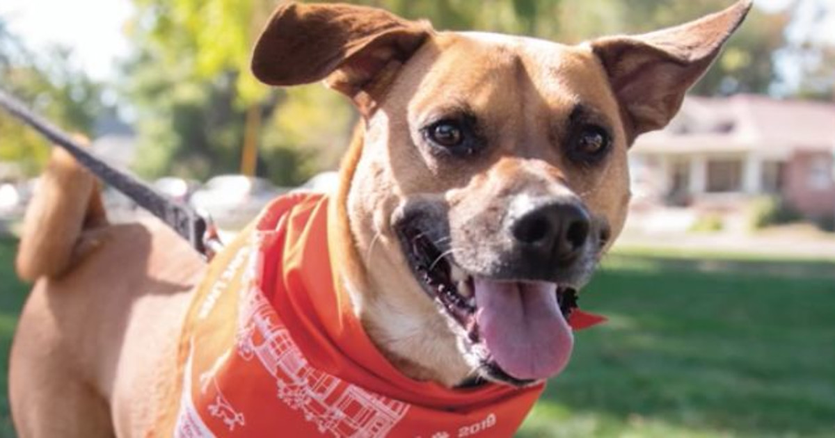 Strut Your Mutt Day (Virtual Walk) in Austin at Online