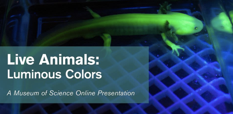 Live Animals: Luminous Colors - #Livestream in Boston at