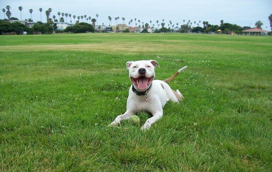 The Bay's Best Dog Parks