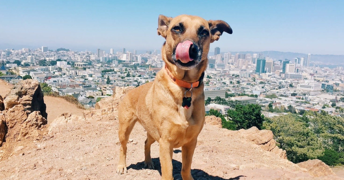 The Bay's Best Dog Parks