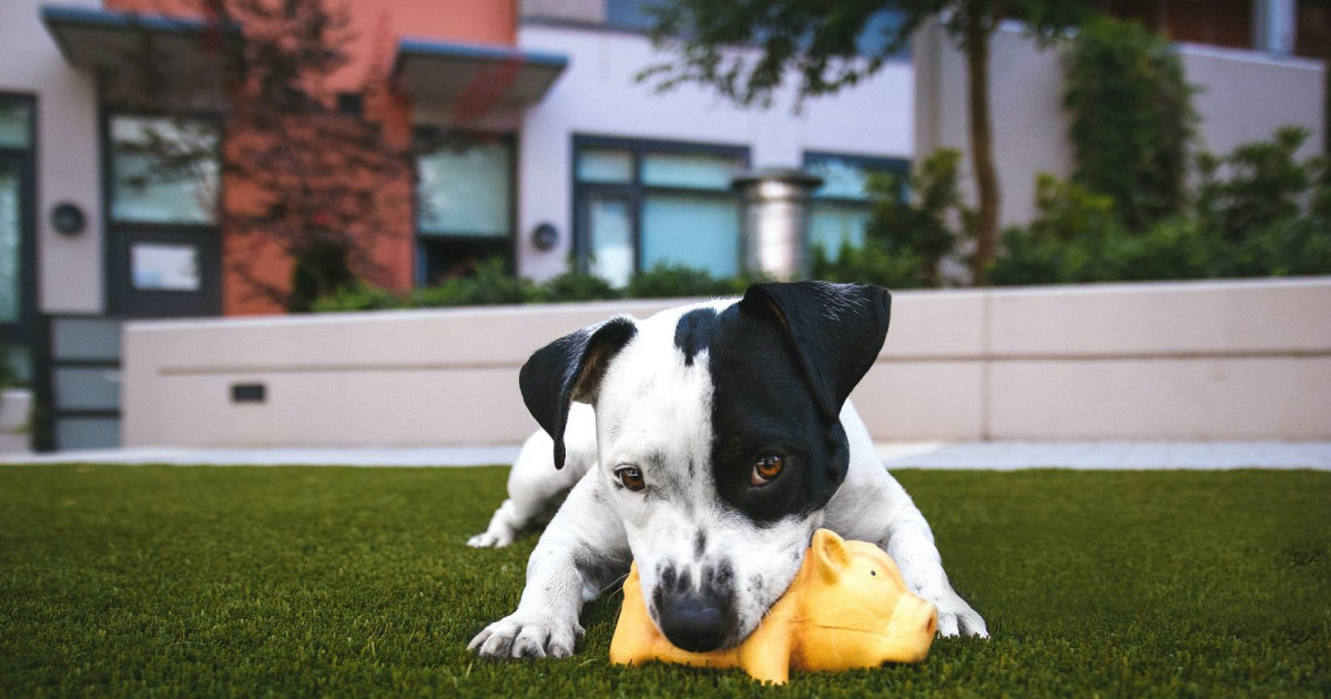 Best Dog Parks in Boston