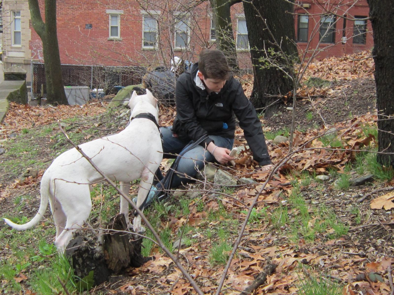 Best Dog Parks in Boston