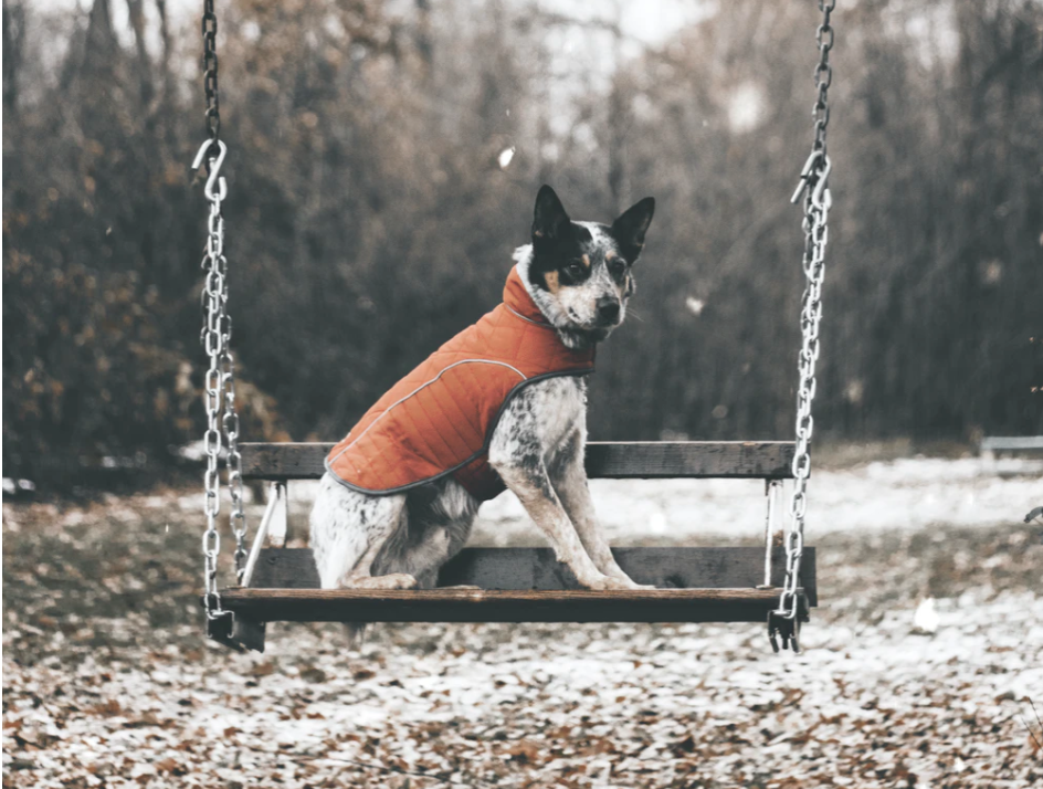 Best Dog Parks in Boston
