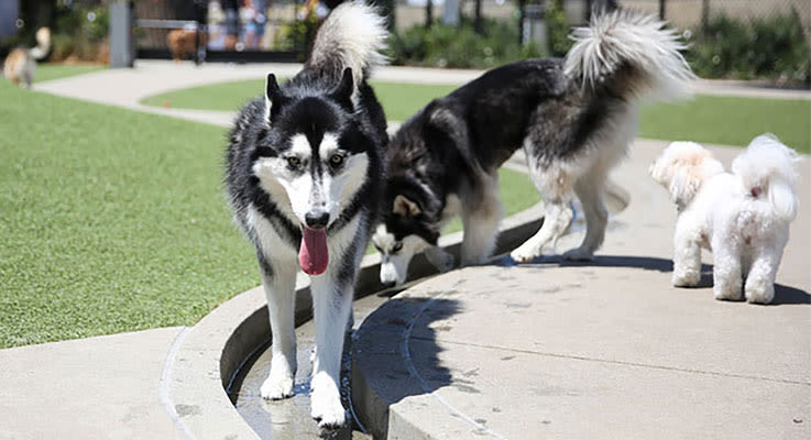 The Best Dog Parks In And Around Los Angeles