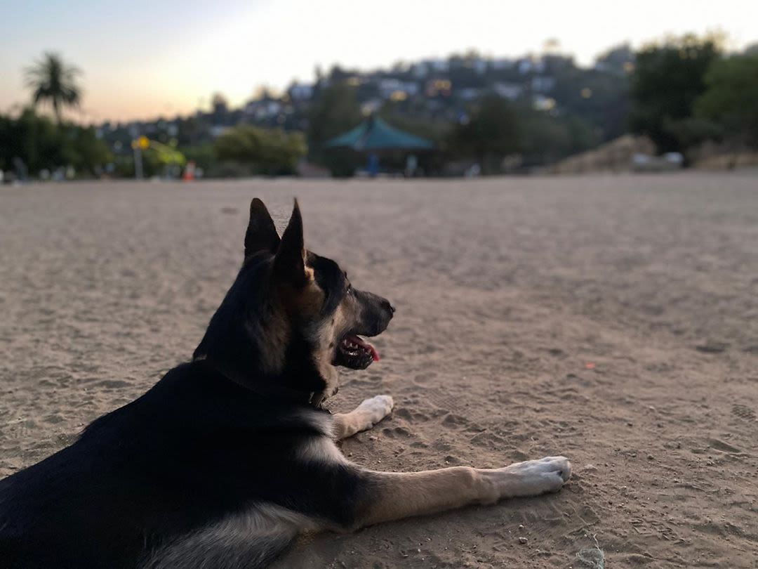 The Best Dog Parks In LA