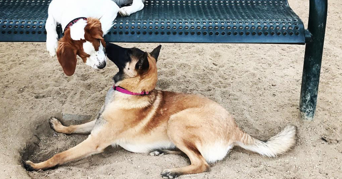 The Best Dog Parks In LA
