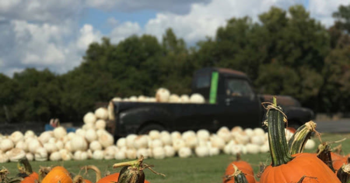 Harvest the Fall Fun in Marble Falls at Sweet Berry Farm