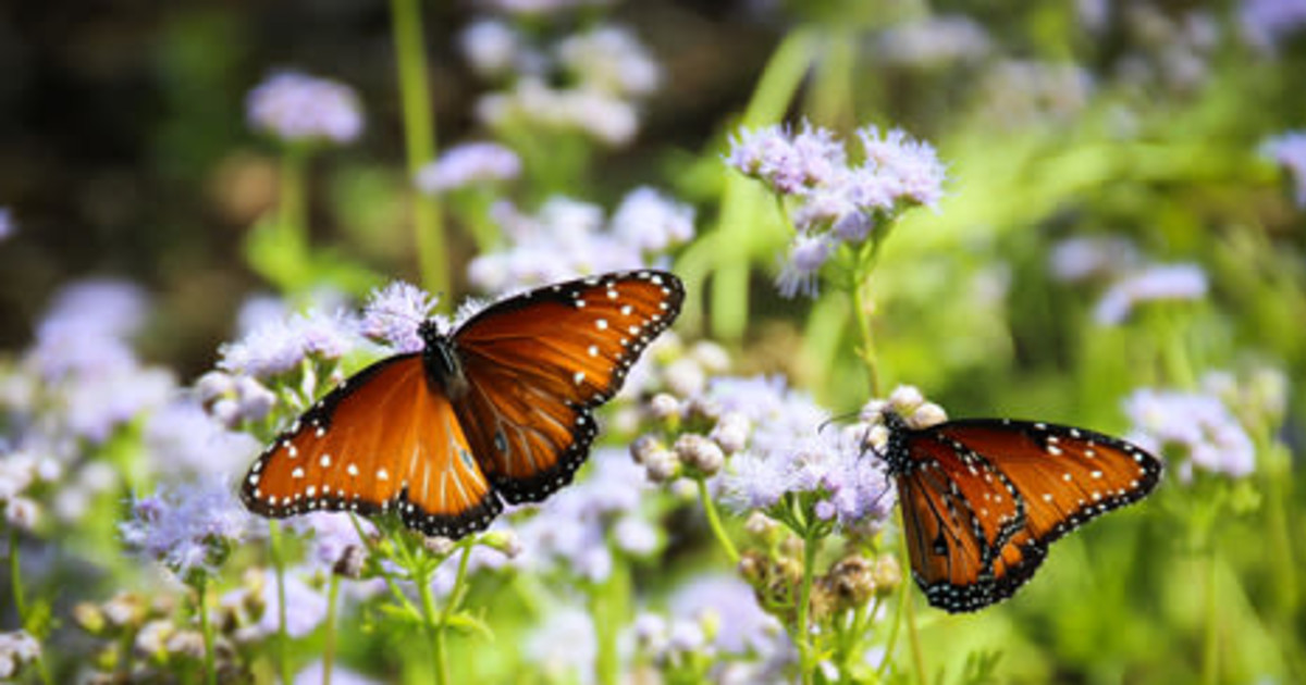 Texas Pollinator BioBlitz in Austin at Lady Bird Johnson