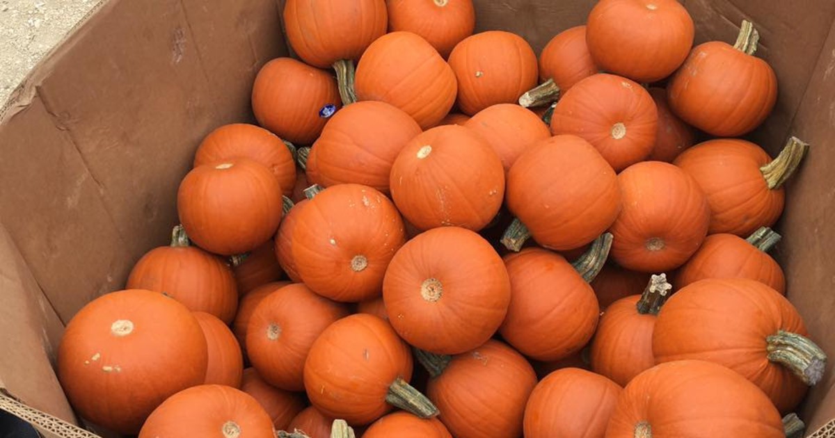 Pipe Creek Pumpkin Patch in Pipe Creek at Pipe Creek Christmas