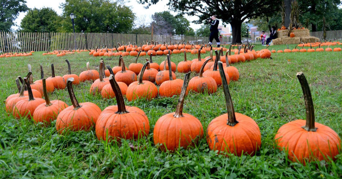Pumpkin Patch at the Garden in Flushing at Queens Botanical
