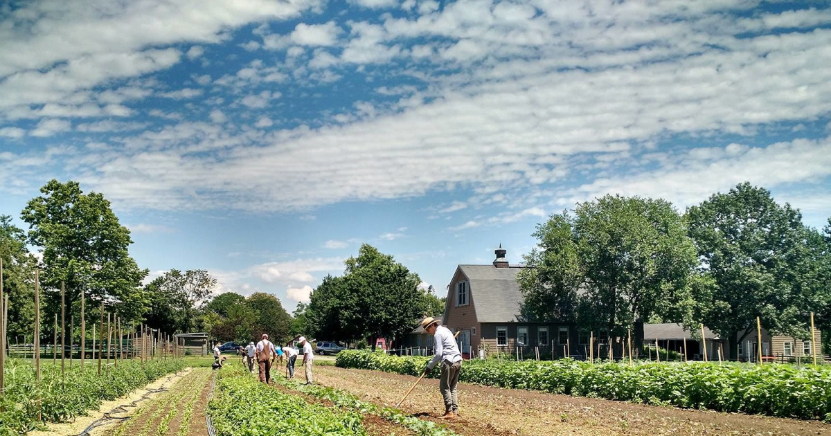 Pumpkin Patch & Harvest Weekends at Queens County Farm Museum in