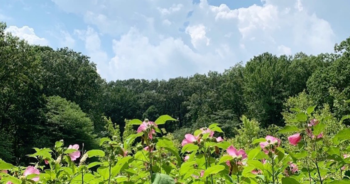 Greenbelt Adult Hike Reed’s Basket Willow Swamp in NYC at Staten