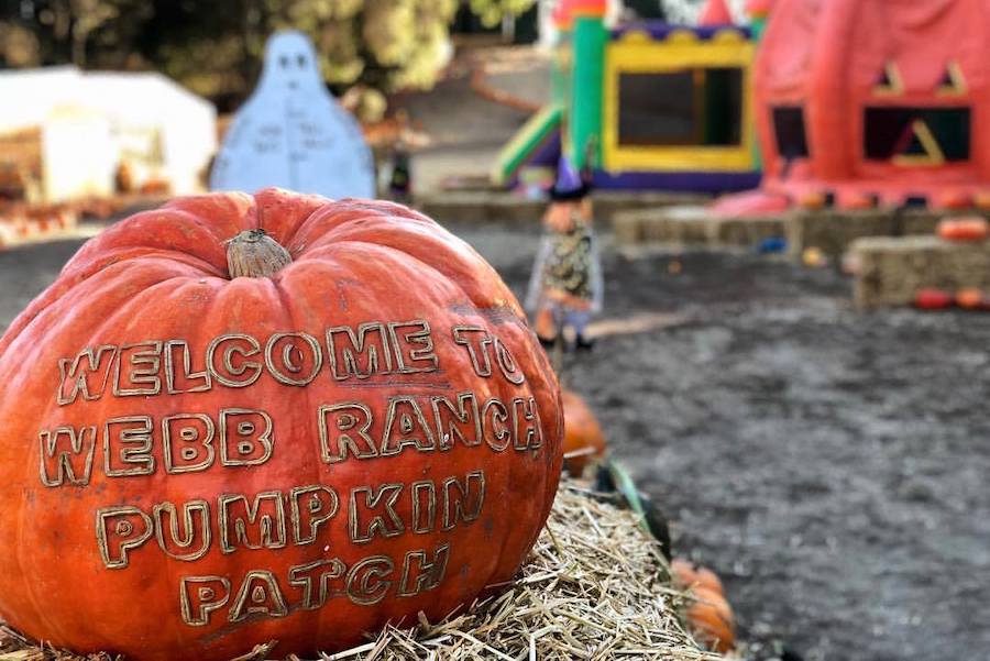 The Bay's Best Pumpkin Patches + Corn Mazes