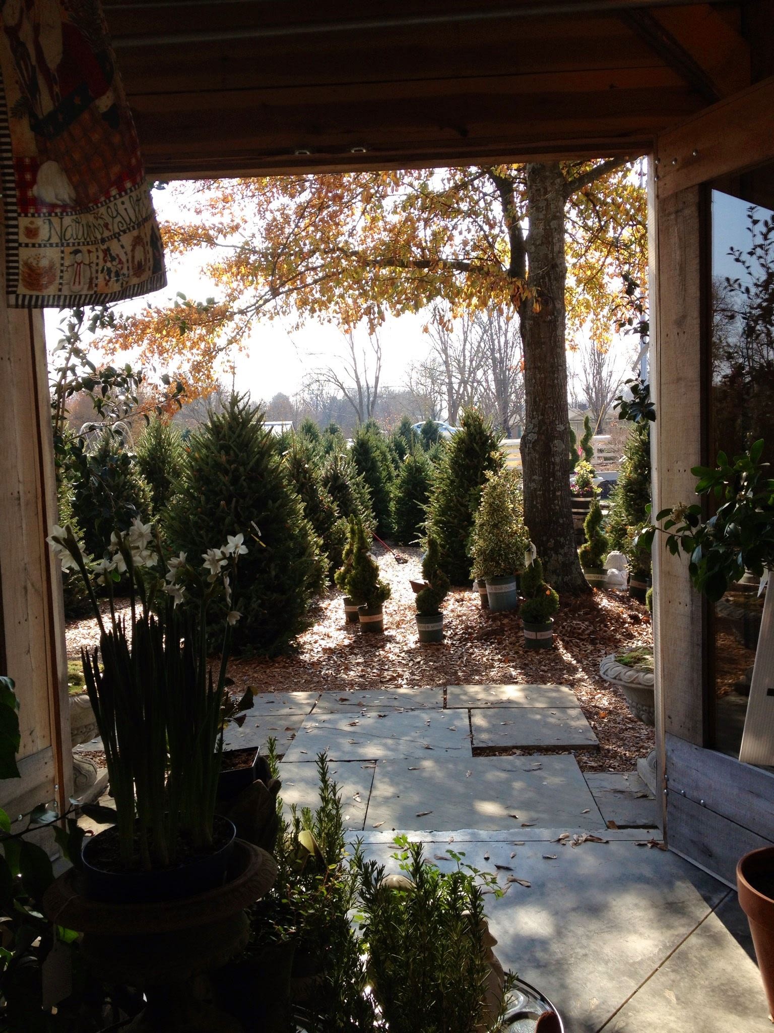 Where to Find Holiday Trees In Nashville