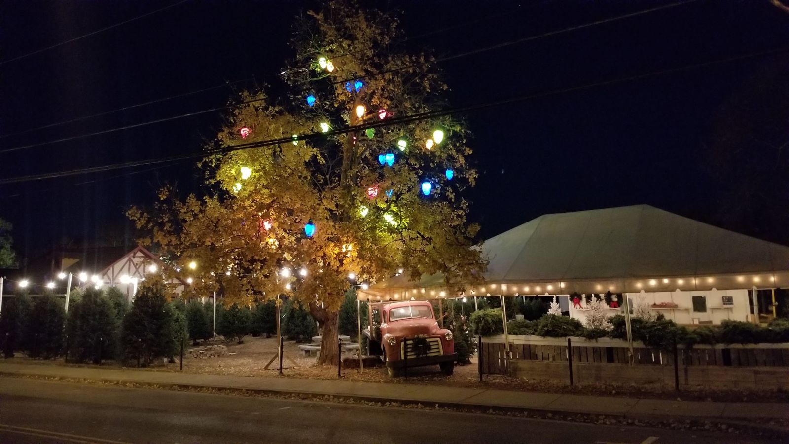 Where to Find Holiday Trees In Nashville