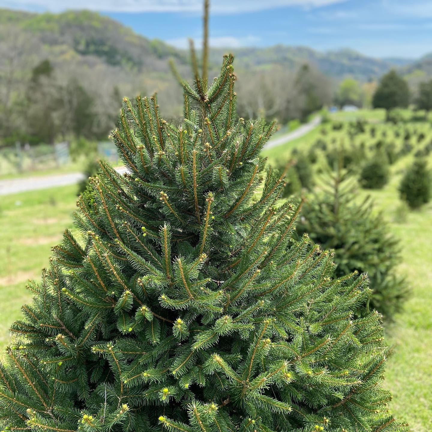 Where to Find Holiday Trees In Nashville