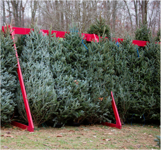 Where to Find Holiday Trees In Nashville