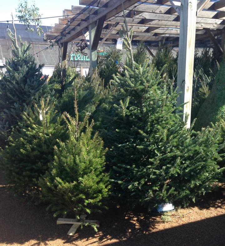 Where To Get A Christmas Tree In San Antonio