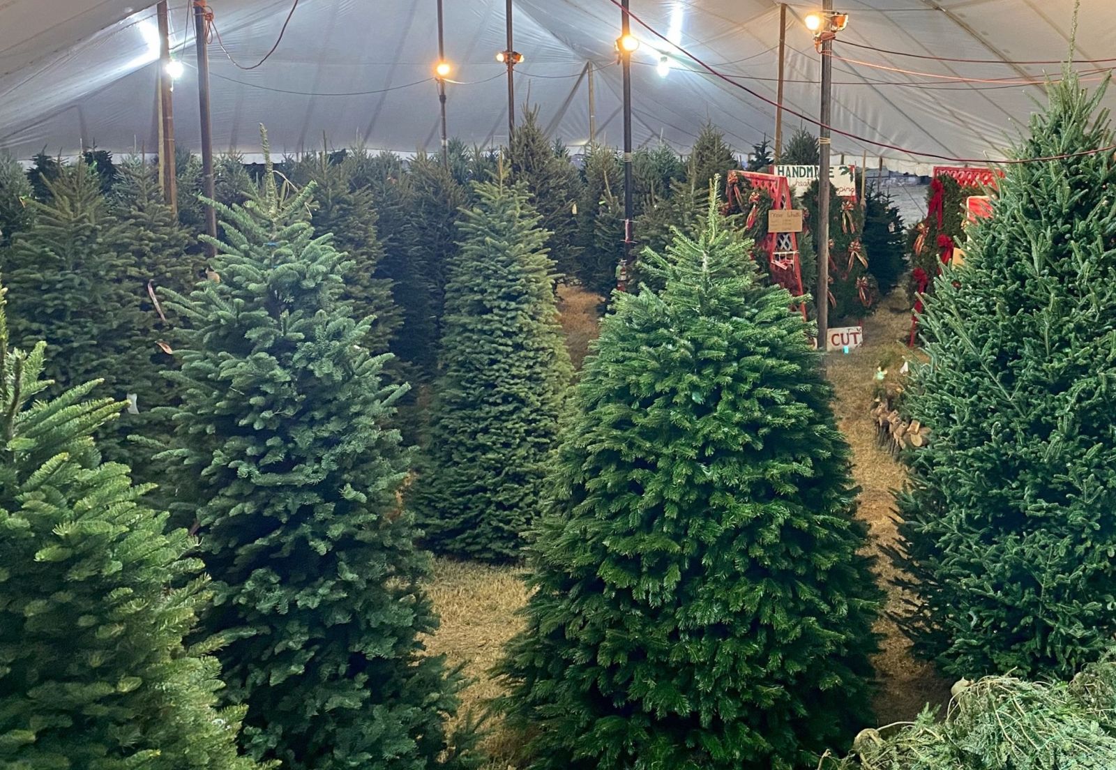 Where to Get A Christmas Tree in San Antonio