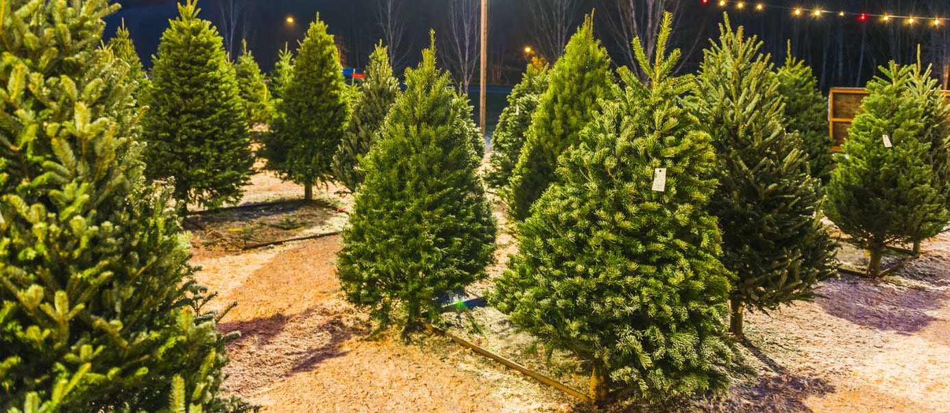 Where to Get A Christmas Tree in San Antonio