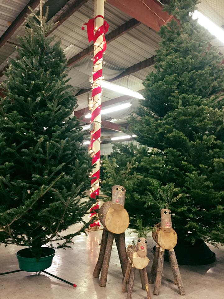 Where To Get A Christmas Tree In San Antonio