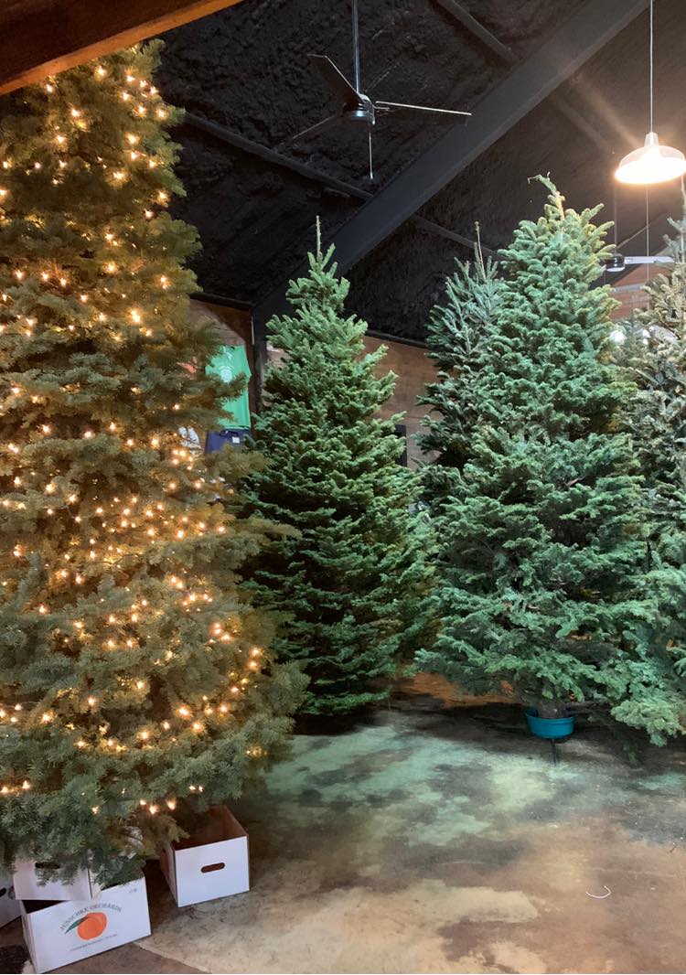 Where to Get A Christmas Tree in San Antonio