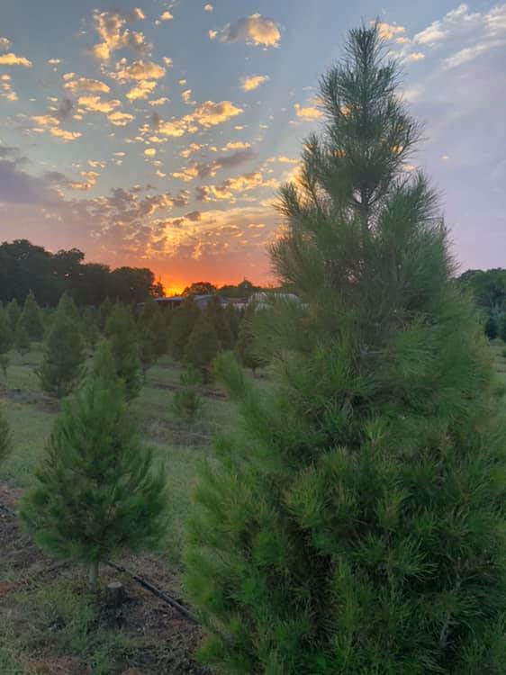 Where to Get A Christmas Tree in San Antonio