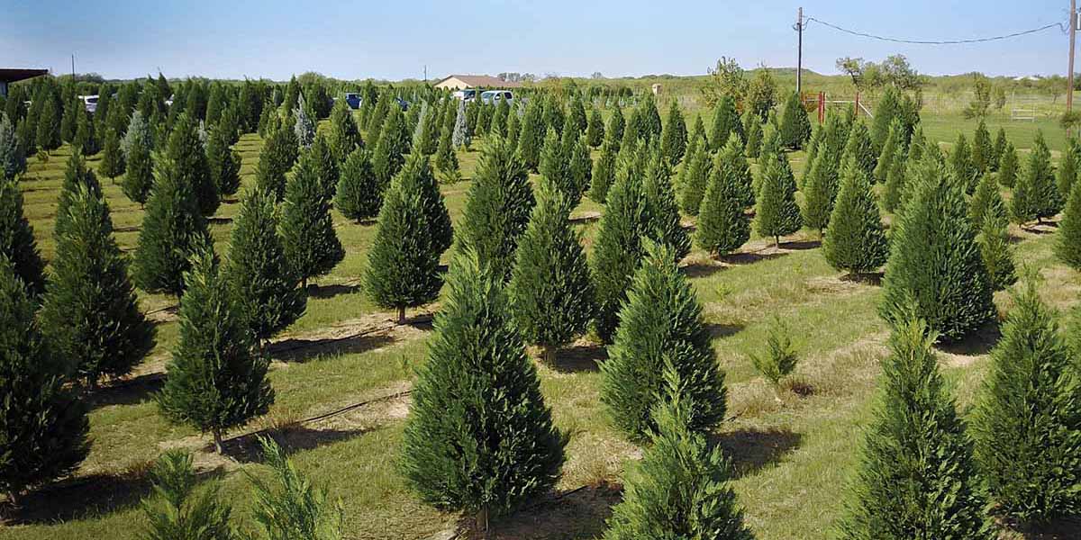 Where to Get A Christmas Tree in San Antonio