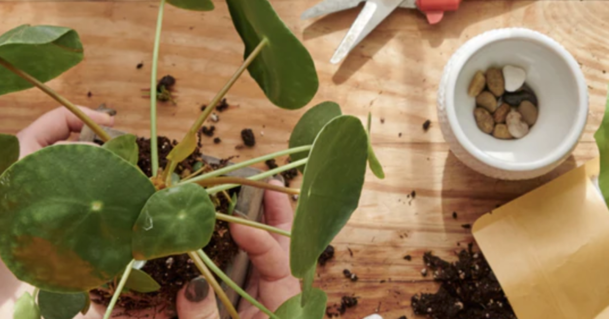 The Virtual Botanical Workshop in Chicago at Flowers for ...