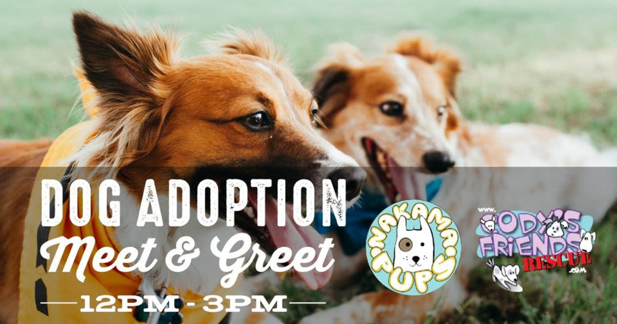 Dog Adoption Meet Greet In Dallas At The Sound At Cypress Waters