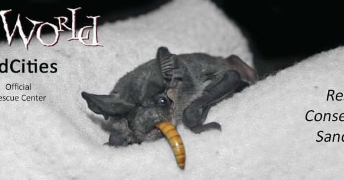 International Bat Appreciation Day in Arlington at Legal Draft