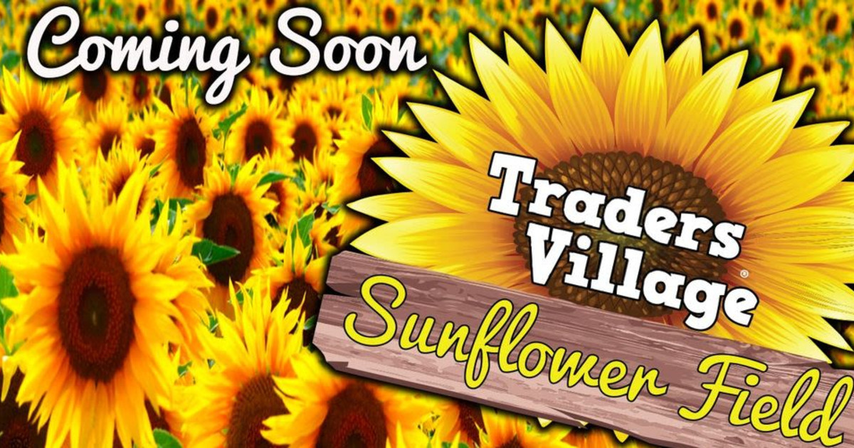 Sunflower Field Coming in San Antonio at Traders Village