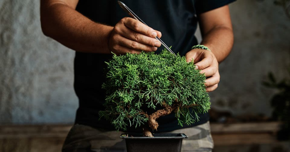 Beginners Bonsai in San Antonio at San Antonio