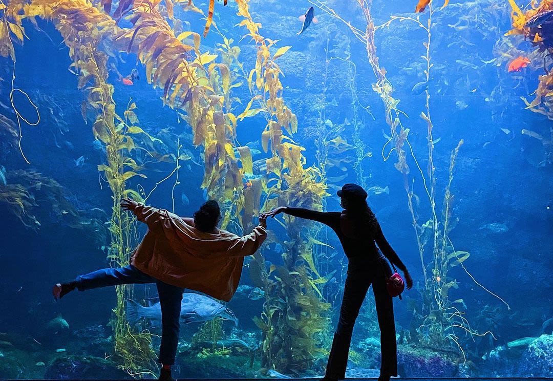 San Diego Aquariums, Museums, Zoos, and More