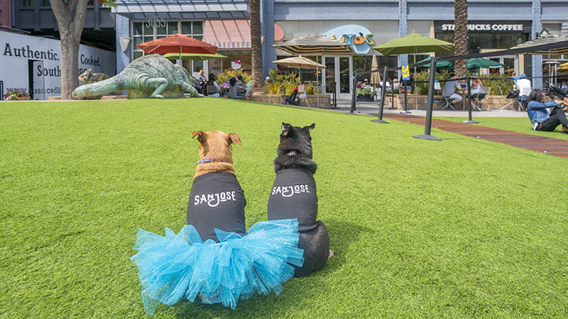 A Dog�s Day In The Bay