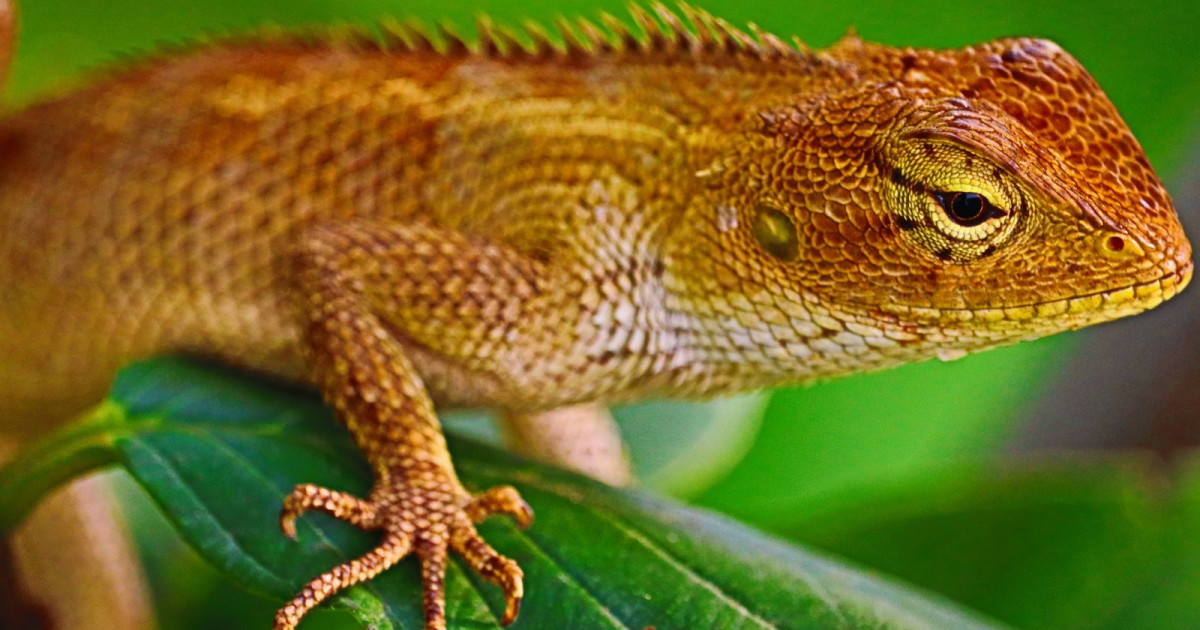 Reptile Adventure in Austin at Toybrary Austin