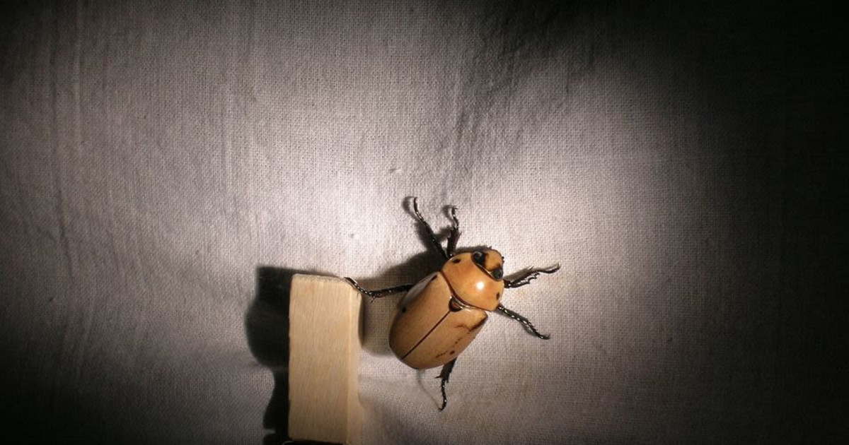 Exploring Insects at Night in Nashville at Percy Warner Park