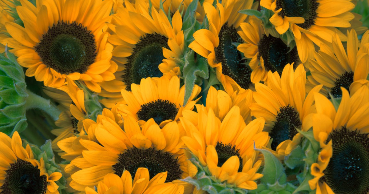 Sunflower Festival in at Sweet Eats Fruit Farm