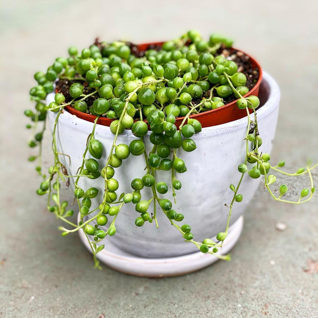 The Coolest Plant Stores Around Austin