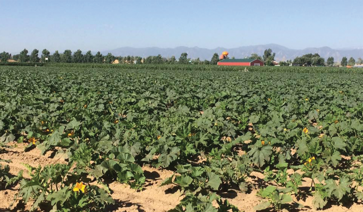 Where To Go Pumpkin & Apple Picking Near Denver