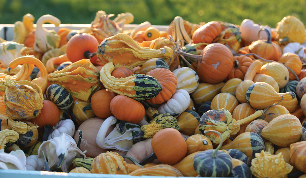 Where To Go Pumpkin & Apple Picking Near Denver
