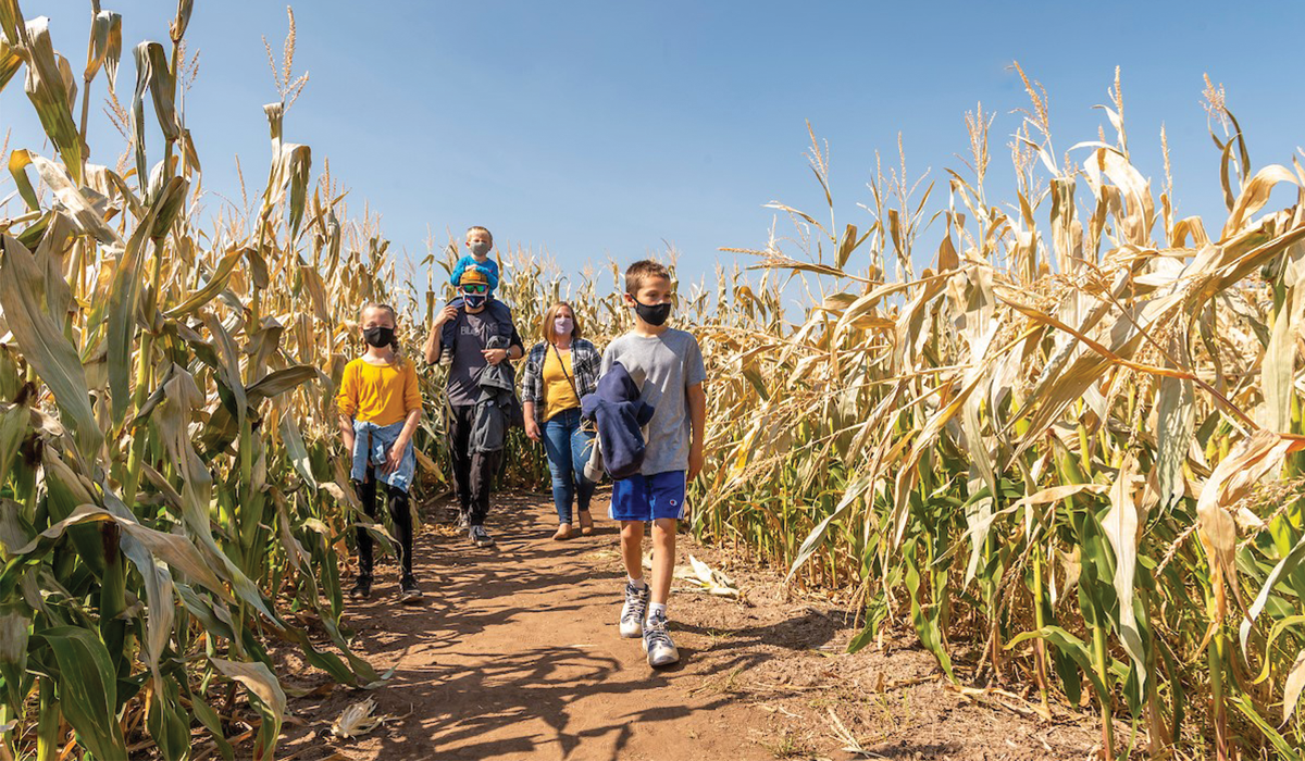 Where To Go Pumpkin & Apple Picking Near Denver