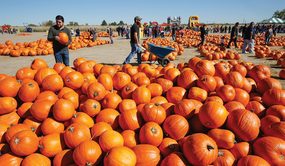 Where To Go Pumpkin & Apple Picking Near Denver