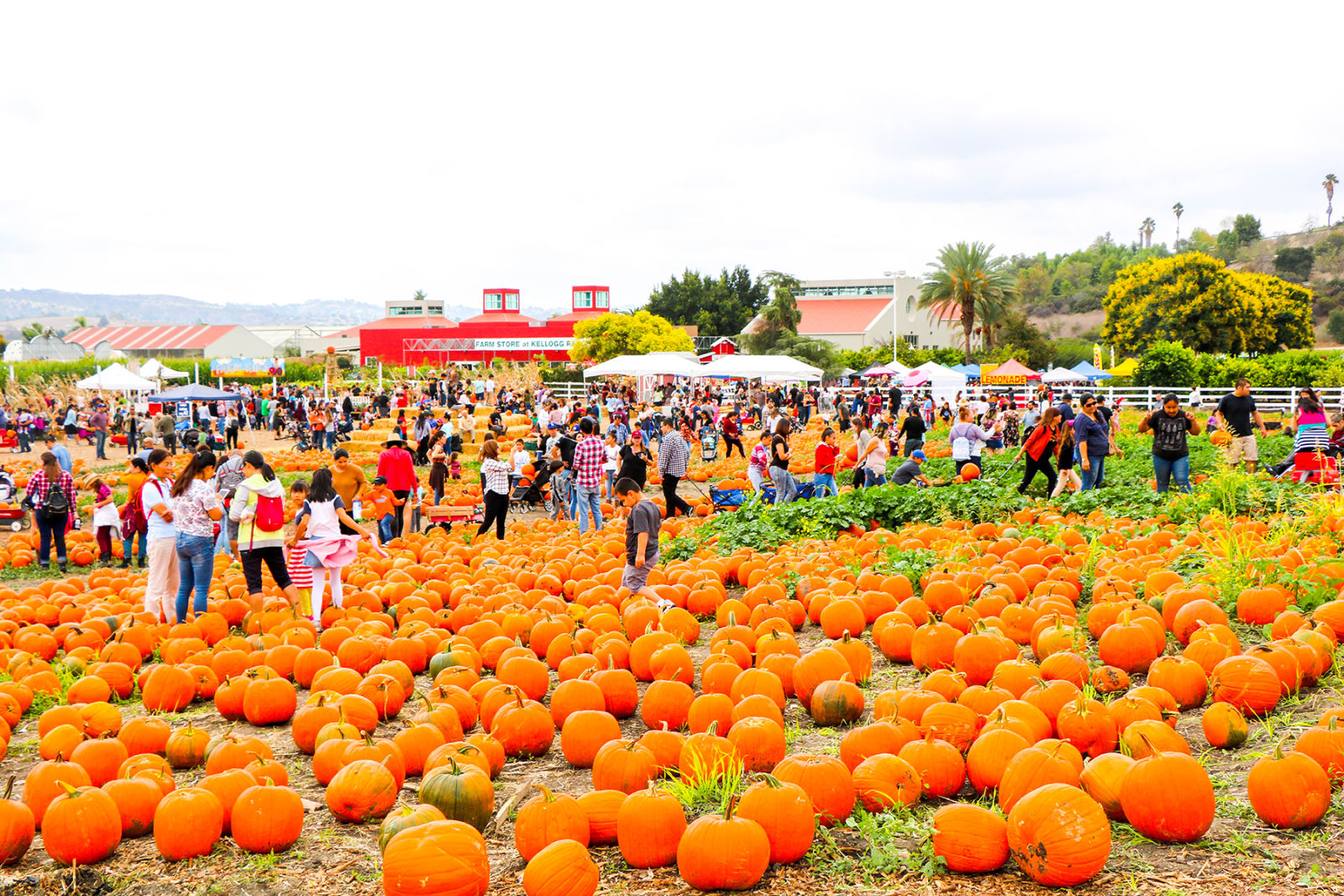 Guide To LA's Local Pumpkin Patches & Hayrides