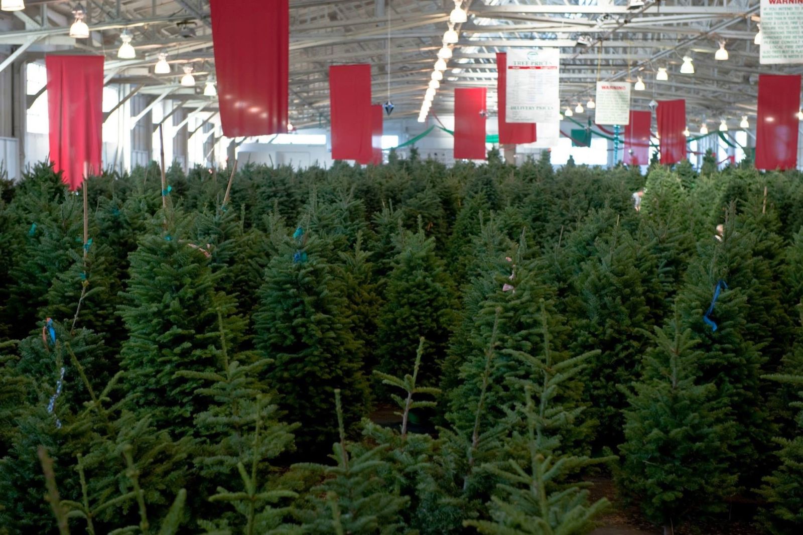 Where to Get Your Christmas Tree in the Bay