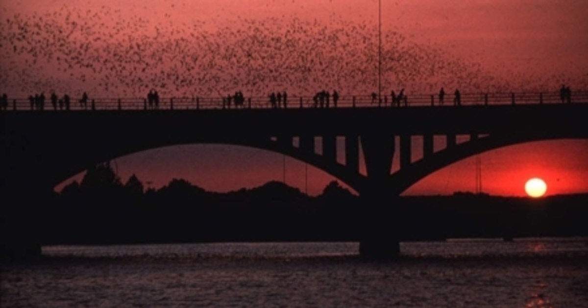 Bat Watching in Austin at Congress Avenue Bridge